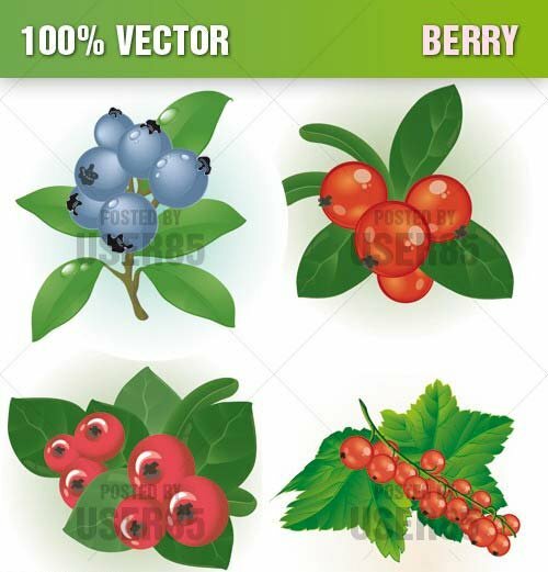 Berry Vector